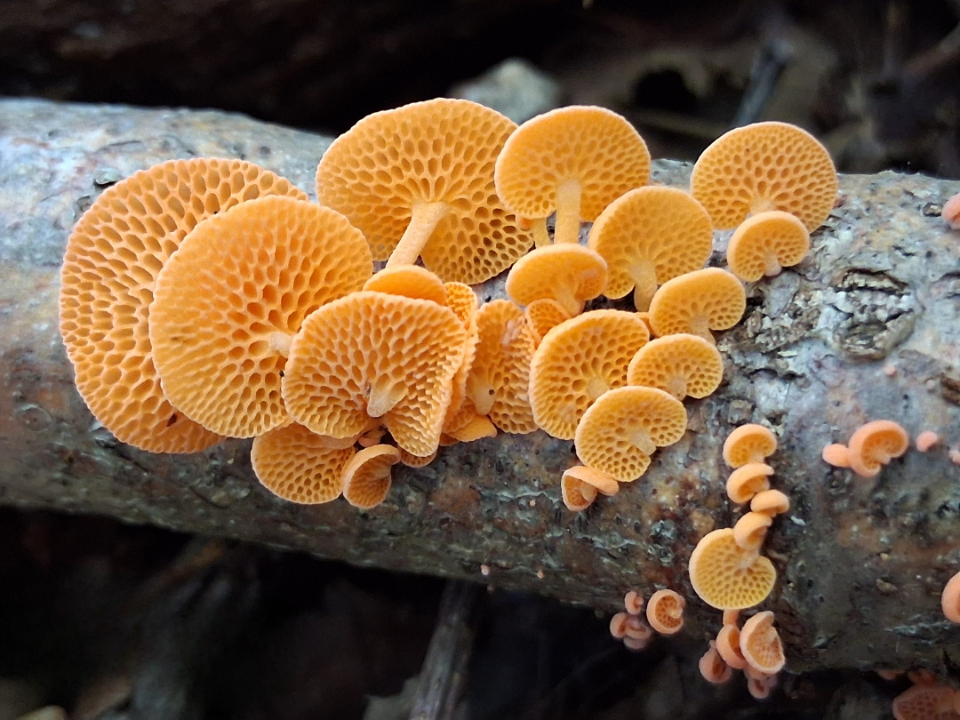 Stefano Florioli - Favolaschia sp Stefano Florioli - Favolaschia sp