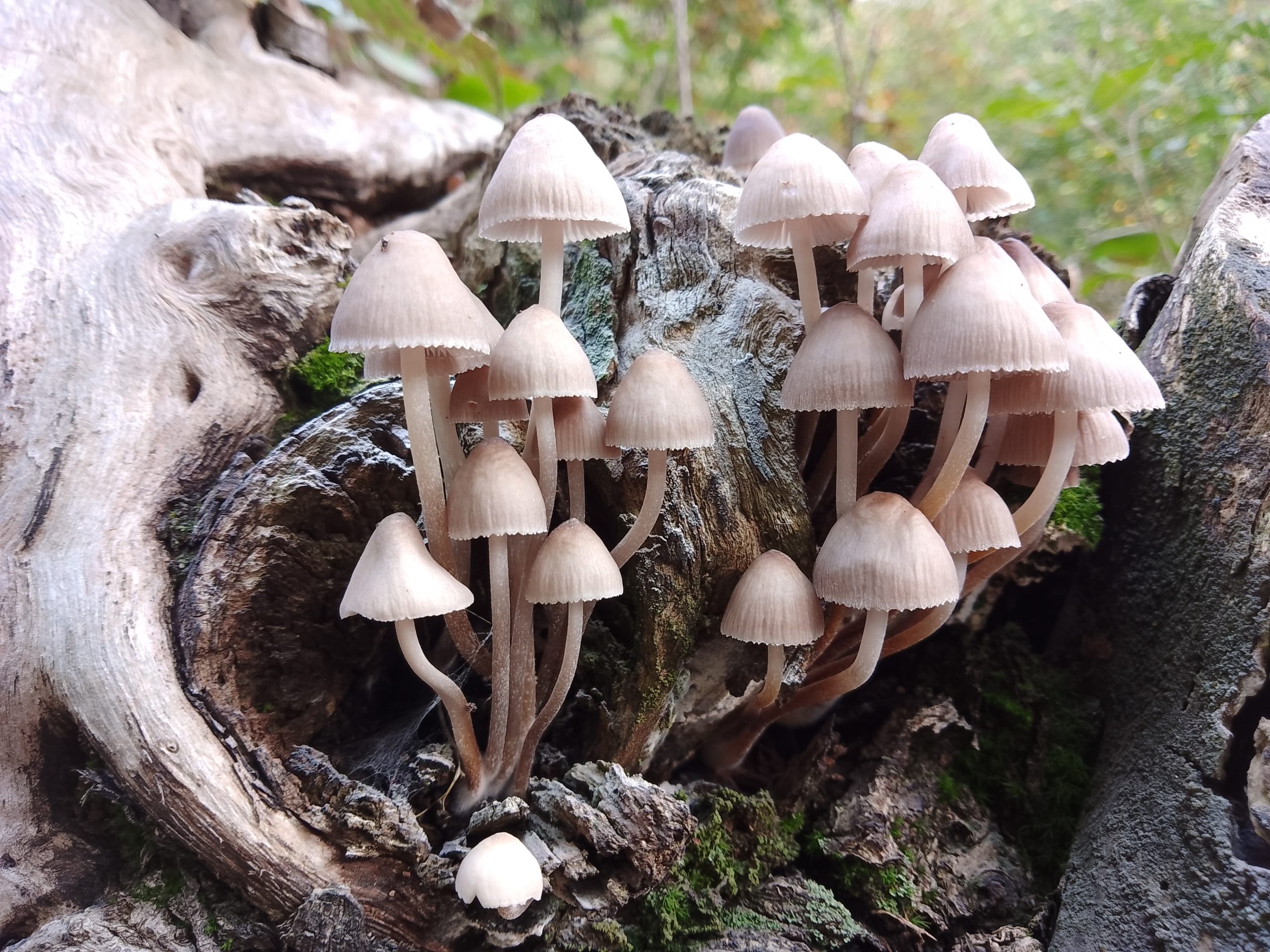 Stefano Florioli - Mycena inclinata